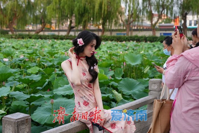 一年四季 泉在济南丨大明湖荷花迎最佳观赏期 游人沉醉夏韵芬芳