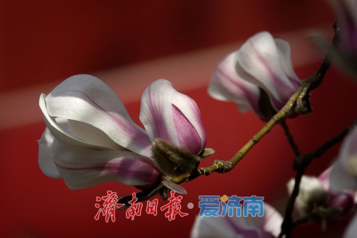 一年四季 泉在济南丨泉水叮咚，玉兰花开