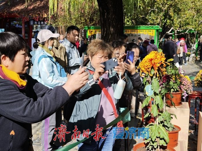 一年四季 泉在济南丨趵突泉金秋菊展进入最佳观赏期 “一菊连三园”共绘泉城初冬胜景