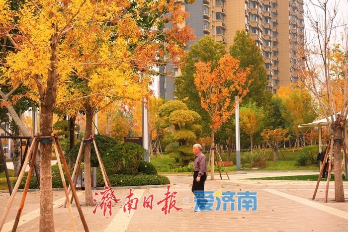 一年四季 泉在济南丨秋染彩林绘就正丰路公园五彩画卷