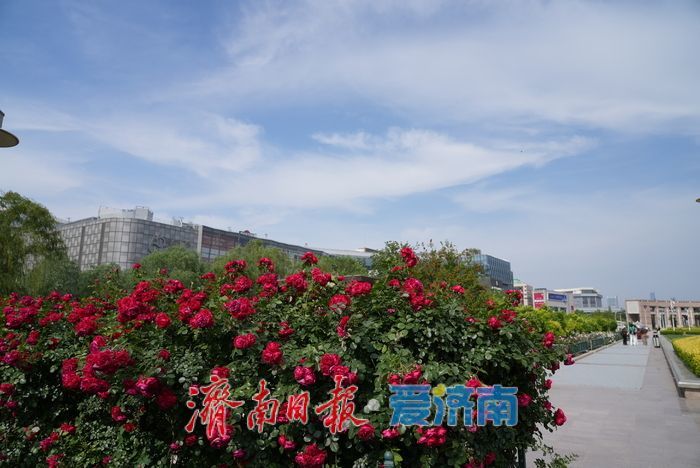 一年四季 泉在济南｜护城河畔月季绚烂绽放