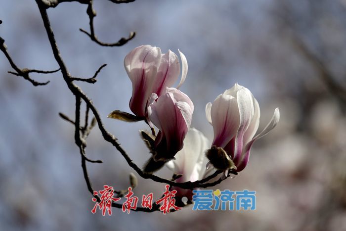 一年四季 泉在济南丨泉水叮咚，玉兰花开