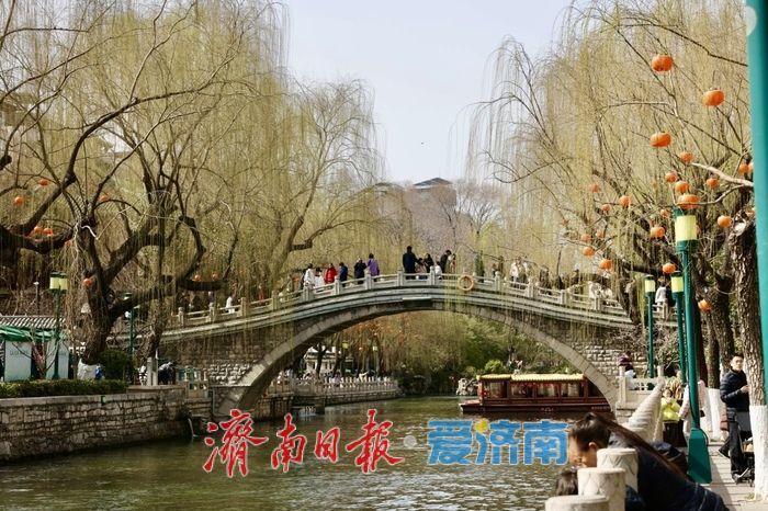 一年四季 泉在济南丨气温回升春意浓 济南柳芽初绽报早春