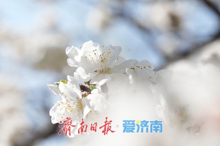 济南腊山河畔白色梅花盛放如粉似雪