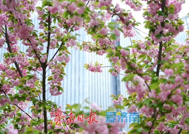 一年四季 泉在济南丨济南中央商务区绘就春日画卷