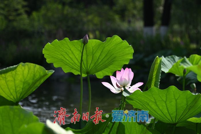 夏日限定美景上线 泉城公园荷塘绿意飘香