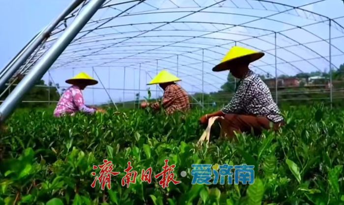 春茶开采在即，泉城将品新茗