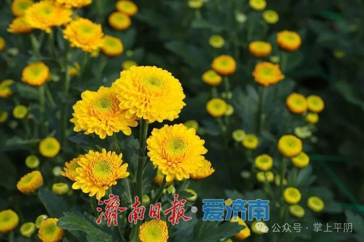 金秋如约，“菊”世无双！平阴盆王菊花文化节暨秋季黄河大集盛大开幕