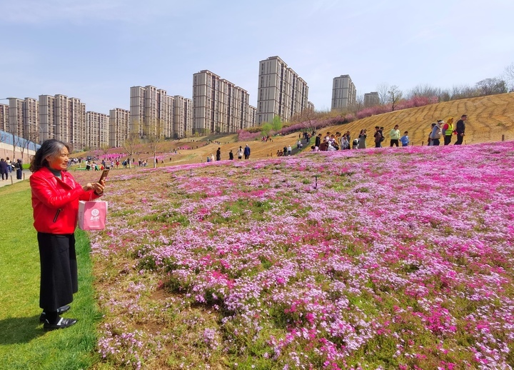 “泉”在济南过五一｜济南最大福禄考花海清明假期人气爆棚