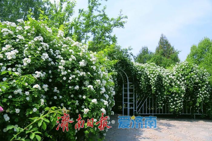 五一济南植物园喊你去打卡：花海、非遗、市集全都有