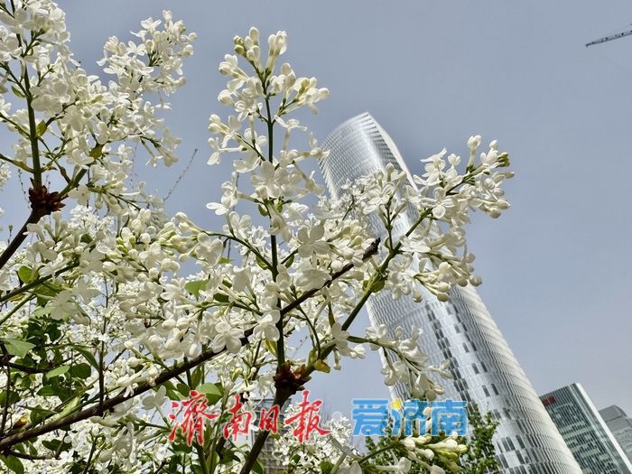 济南CBD绸带公园丁香花浪漫绽放