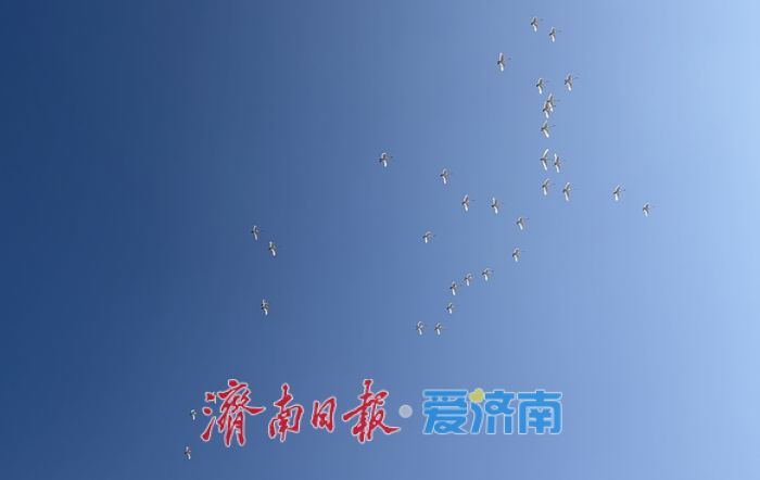 这群“精灵”，将在济南过大年