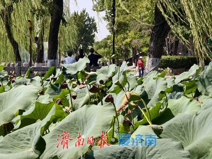 秋风送爽满明湖 一城秋色引游人