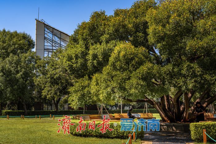 一年四季 泉在济南丨泉城公园：秋光正好，邂逅城市中的自然诗意