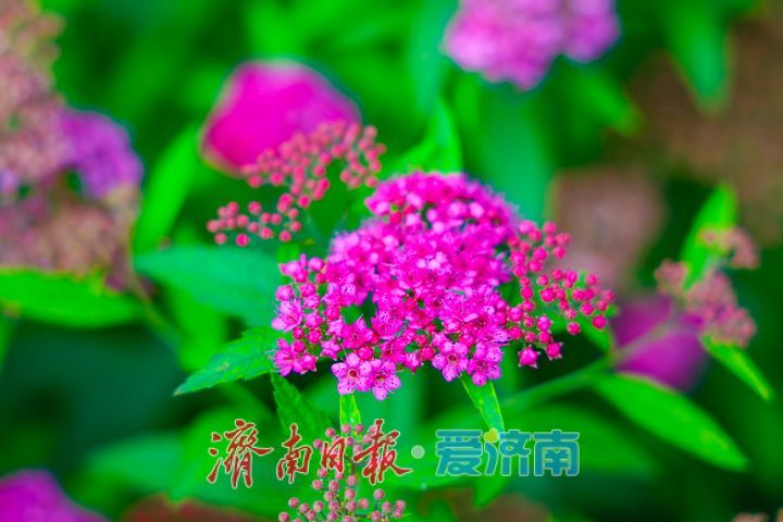 佛慧山粉花绣线菊悄然盛放 散落山间的粉色星芒