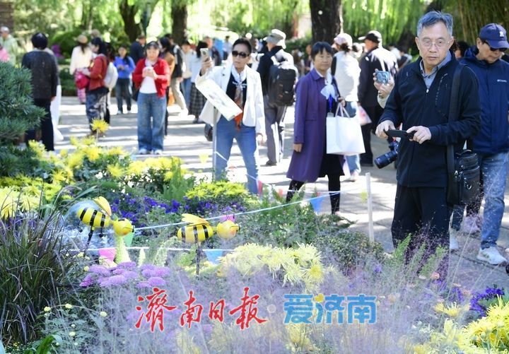 趵突流芳·菊绘华章，济南市第47届趵突泉金秋菊展加载进度90%！