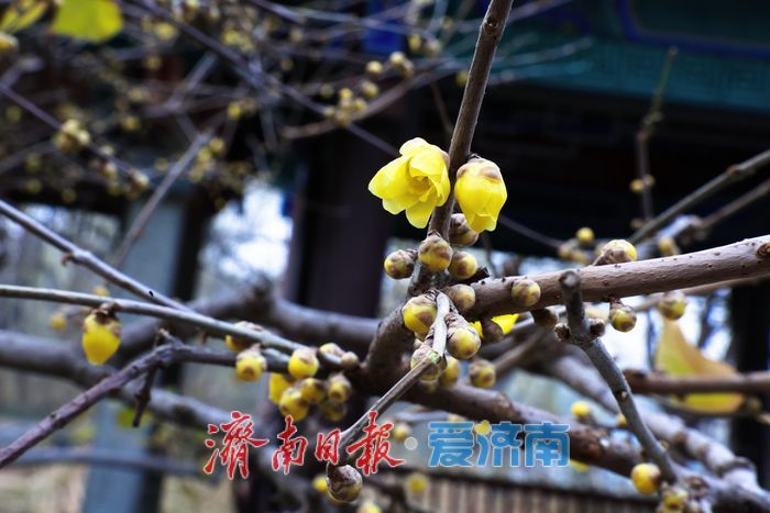 一年四季 泉在济南丨泉畔暗香浮动 济南小东湖蜡梅迎初开