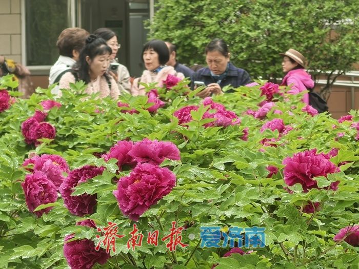 一年四季 泉在济南丨雨润牡丹绽芳容