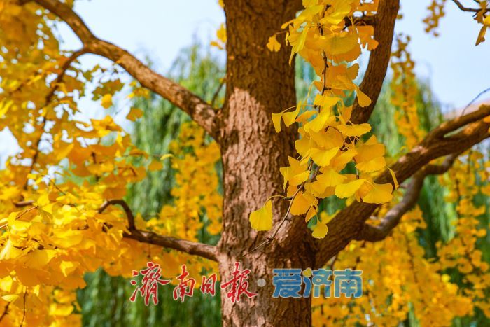 一年四季 泉在济南丨金叶翩跹映泉城，广场银杏醉游人