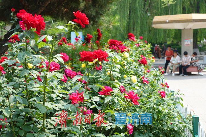 一年四季 泉在济南丨百花公园 “花中皇后” 绽放，缤纷花海引游人打卡