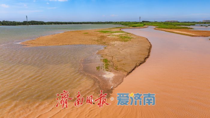 一年四季 泉在济南丨鹭鸟翩跹，玉清湖沉沙池成鹭鸟乐园