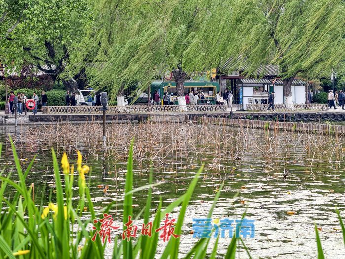 一年四季 泉在济南丨残荷新柳相映，大明湖春意正浓