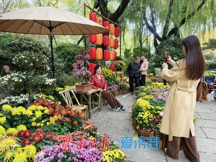 泉畔初冬，被菊花镶上了“金边”