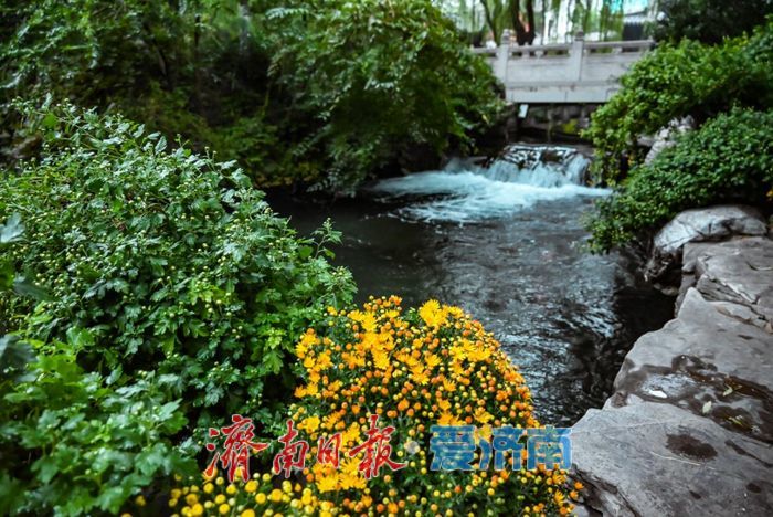 亮点纷呈 体验升级 第46届趵突泉金秋菊展今起开展