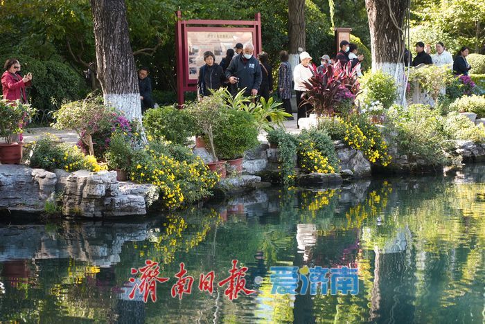 一年四季 泉在济南丨菊映潭水 五龙潭赏菊迎来最佳观赏期