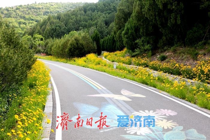 一年四季 泉在济南丨金鸡菊盛开，邂逅初夏金色浪漫