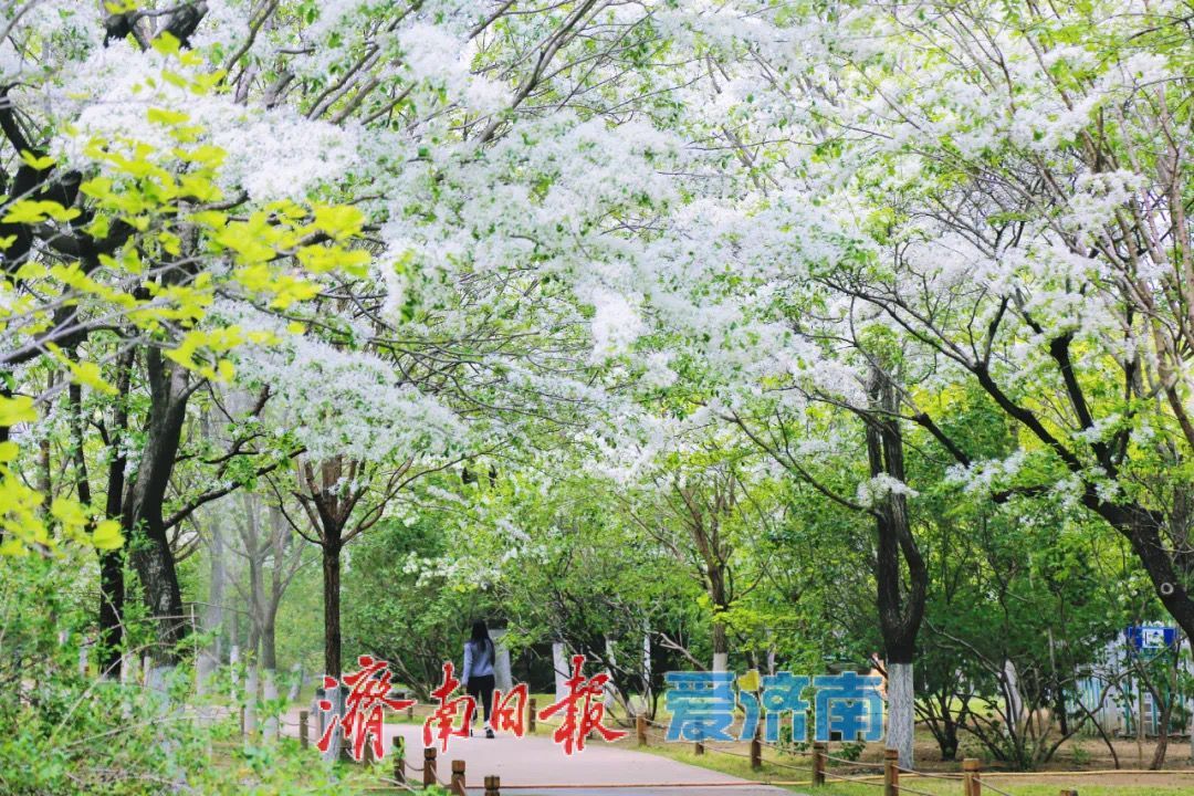 济南植物园春日限定“顶流”出道！快来一键收藏打卡攻略