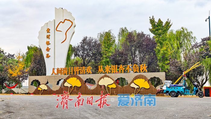 黄河岸秋意渐浓！济南沿黄九美银杏林悄然转黄 半月后迎盛景