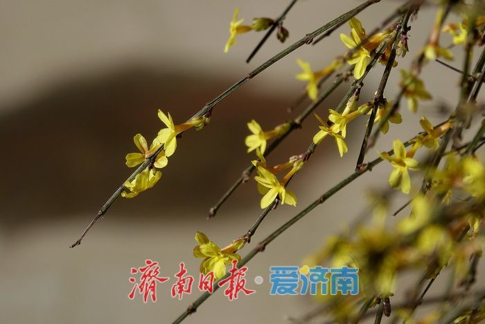 一年四季 泉在济南丨迎春花开报春来，一帘金蕊缀泉城
