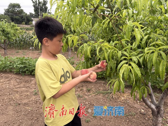 一年四季 泉在济南丨樱桃退场，甜蜜不散场！“泉果飘香”迎来“盛夏的果实”