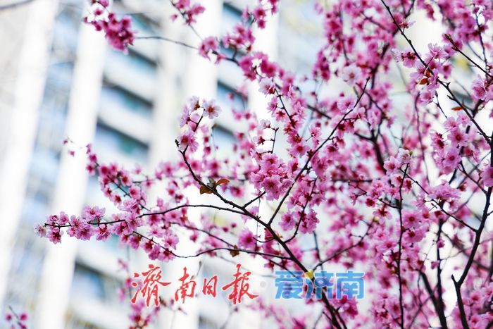 美人梅绽放济南街头，绘就春日浪漫盛景