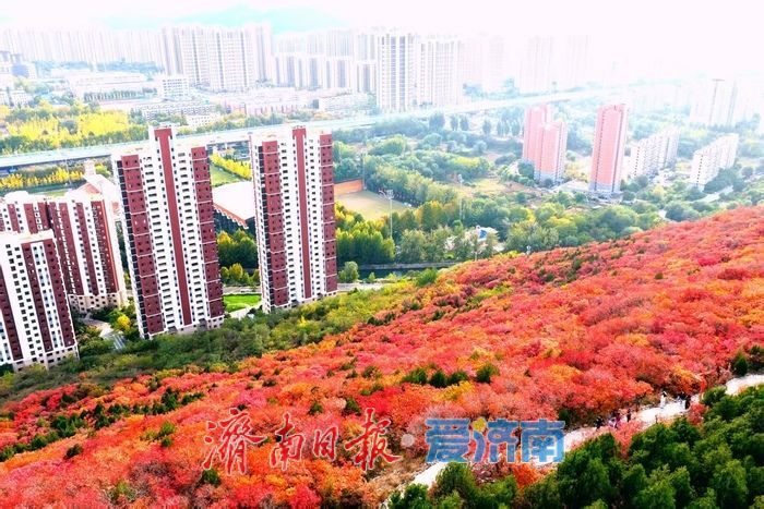 红绿交错平分秋色 济南蝎子山“鸳鸯火锅”景如画
