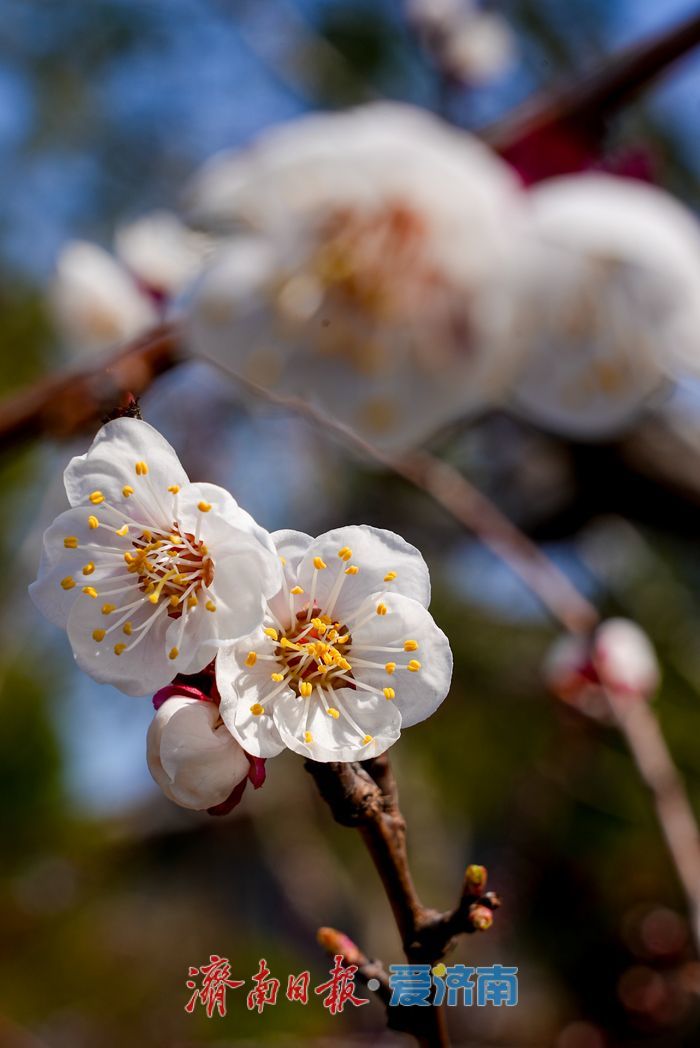 一年四季 泉在济南丨大明湖杏花绽放醉游人