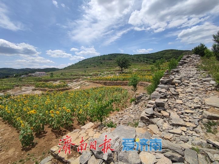一年四季 泉在济南丨千年雄关花海盛放，古长城焕发新生机