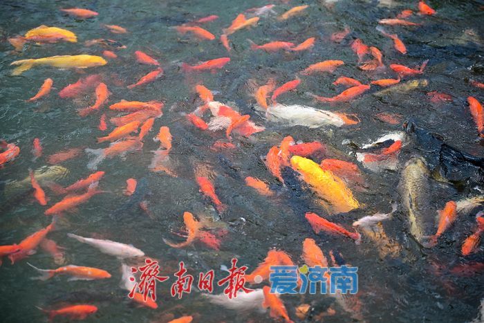 一年四季 泉在济南丨济南府学文庙：古建筑里的市井烟火