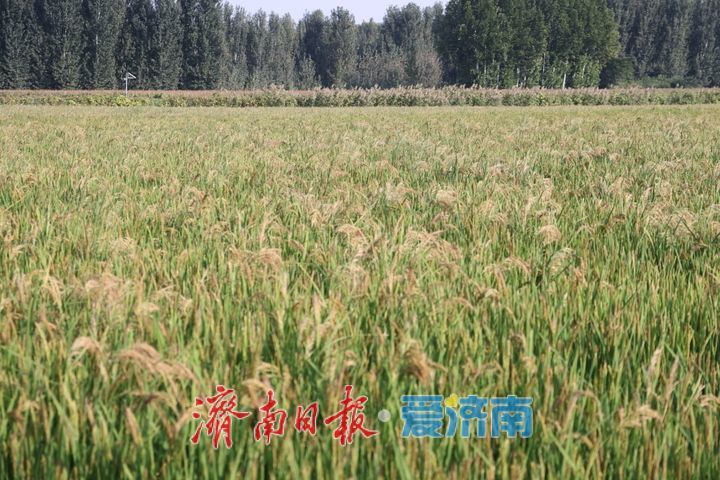 稻浪翻涌绘秋景 西营良田待丰收