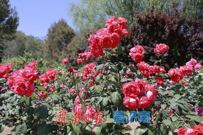 一年四季 泉在济南丨初夏赴花约 泉城公园花海醉游人