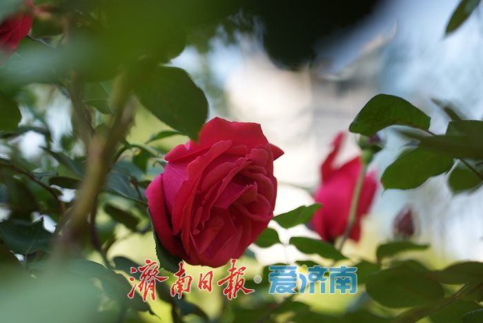 各色月季悄然绽放 勾勒春日缤纷画卷