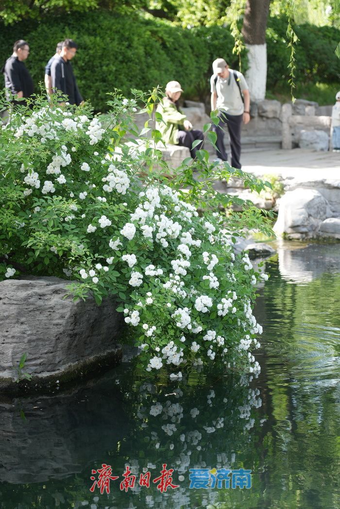 蔷薇花海灿若云霞 肆意盛放尽显诗意