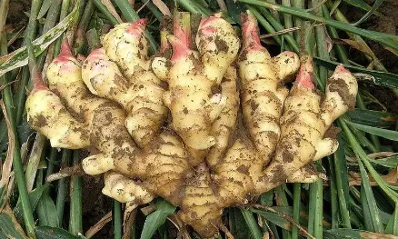 曲堤黄瓜品牌价值14.91亿元 济南农业品牌强市战略成效显著