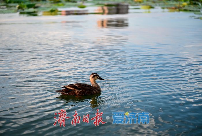 一年四季 泉在济南 