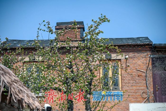 历下海棠花开！这些宝藏地赏花正当时