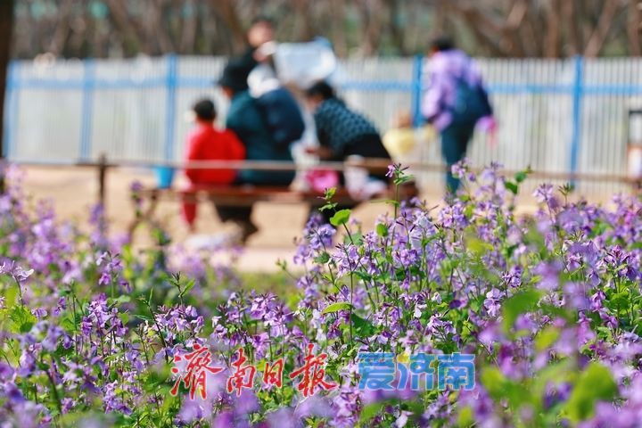 紫韵漫林醉春风 二月兰盛放宛如“莫奈花园”