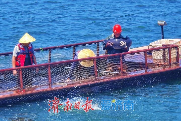 鱼跃满舱迎盛夏！济南雪野湖开渔捕鱼绘就生态丰收图景