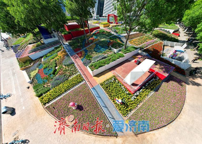 济南西部“七彩花田” 绽放如梦幻调色盘