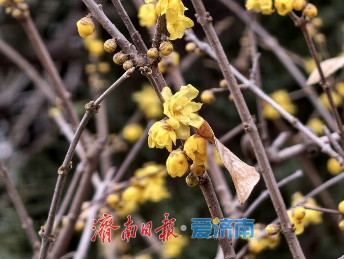 大明湖畔 蜡梅绽放